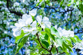 Attēlu rezultāti vaicājumam “Malus prunifolia”