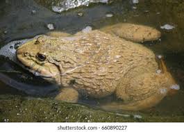 Image result for Bath Amphibians