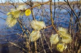 Attēlu rezultāti vaicājumam “Salix caprea male flower”