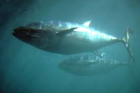 Image result for Thunnus maccoyii
