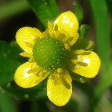 Attēlu rezultāti vaicājumam “Ranunculus sceleratus flower”
