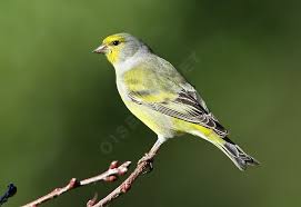 Image result for Carduelis citrinella