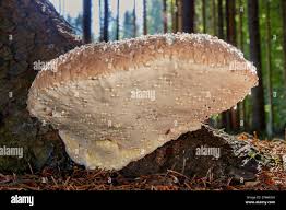 Attēlu rezultāti vaicājumam “Fomitopsis pinicola”