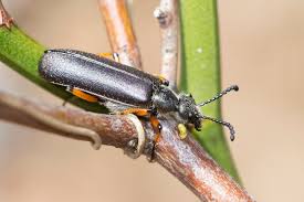 Attēlu rezultāti vaicājumam “Linaeidea aenea”