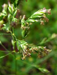 Attēlu rezultāti vaicājumam “Poa pratensis flower”
