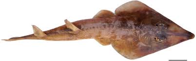 Image result for Rhinobatos rhinobatos