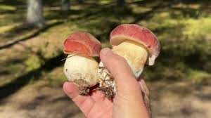 Attēlu rezultāti vaicājumam “Boletus pinophilus”