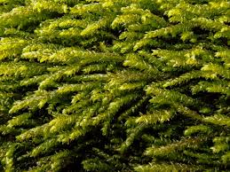 Attēlu rezultāti vaicājumam “Platyhypnidium riparioides”