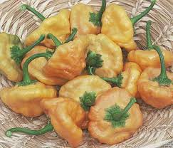 Afbeeldingsresultaat voor yellow mushroom hot pepper