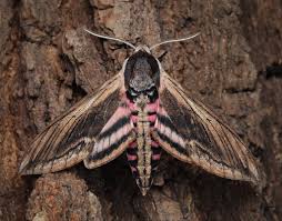 Attēlu rezultāti vaicājumam “Sphinx ligustri”