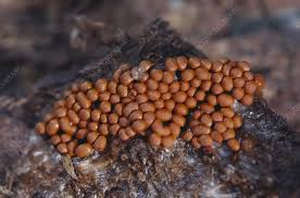 Attēlu rezultāti vaicājumam “Trichia scabra spores”