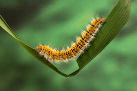 Attēlu rezultāti vaicājumam “Lasiocampa trifolii”