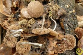 Attēlu rezultāti vaicājumam “Psathyrella pygmaea”