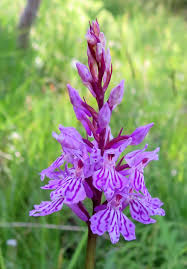 Attēlu rezultāti vaicājumam “Dactylorhiza incarnata leaf”