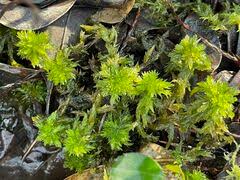 Attēlu rezultāti vaicājumam “Sphagnum contortum”
