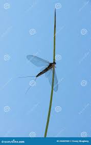 Attēlu rezultāti vaicājumam “Siphlonurus male”