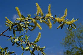 Attēlu rezultāti vaicājumam “Salix alba var. alba”