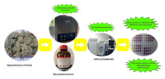 Attēlu rezultāti vaicājumam “Hypotrachyna sp.”