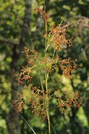 Attēlu rezultāti vaicājumam “Cladium mariscus flower”