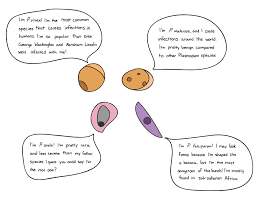 Attēlu rezultāti vaicājumam “Enteridium variabile plasmodium”