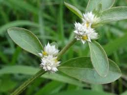 Attēlu rezultāti vaicājumam “Amaranthaceae”