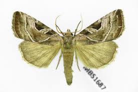 Attēlu rezultāti vaicājumam “Eucarta virgo”