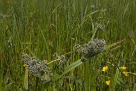 Attēlu rezultāti vaicājumam “Scirpus sylvaticus flower”