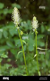 Attēlu rezultāti vaicājumam “Phyteuma spicatum bud”