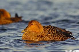 Attēlu rezultāti vaicājumam “Somateria mollissima juvenile”