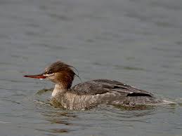 Attēlu rezultāti vaicājumam “Mergus serrator female”