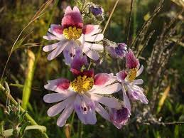 Image result for Schizanthus