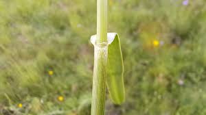 Attēlu rezultāti vaicājumam “Eriophorum latifolium leaf”