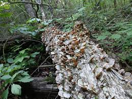 Attēlu rezultāti vaicājumam “Neocudoniella albiceps”