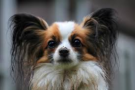 Image result for papillon