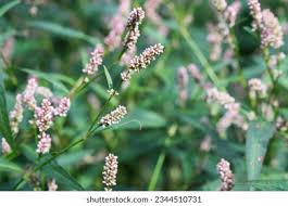 Attēlu rezultāti vaicājumam “Persicaria maculosa flower”