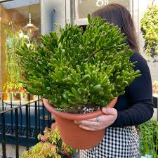 Image result for Crassula hobbit