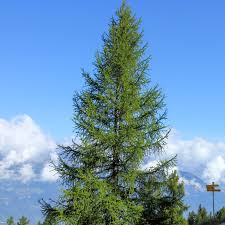 Attēlu rezultāti vaicājumam “Larix decidua”
