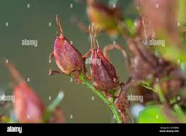 Attēlu rezultāti vaicājumam “Hypericum perforatum fruit”