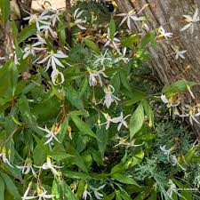 Attēlu rezultāti vaicājumam “Gillenia trifoliata flower”
