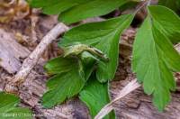 Attēlu rezultāti vaicājumam “Urocystis anemones spores”