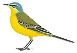 Attēlu rezultāti vaicājumam “Motacilla flava flava”