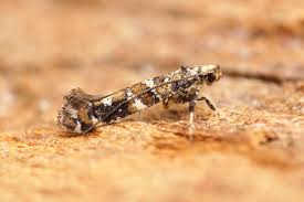 Attēlu rezultāti vaicājumam “Gracillaria syringella”