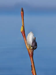 Attēlu rezultāti vaicājumam “Salix caprea bud”