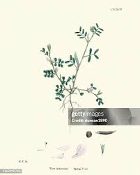 Attēlu rezultāti vaicājumam “Vicia lathyroides leaf”