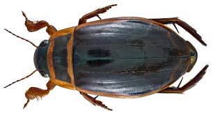 Attēlu rezultāti vaicājumam “Dytiscus marginalis”