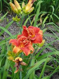 Image result for Hemerocallis `Moses Fire`