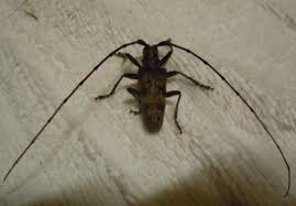 Attēlu rezultāti vaicājumam “Nothorhina punctata”