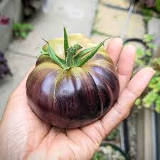 Afbeeldingsresultaat voor dark purple beefsteak tomato