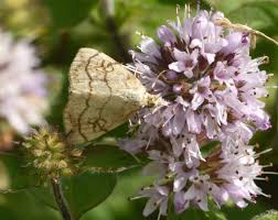 Attēlu rezultāti vaicājumam “Evergestis pallidata”