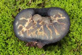 Attēlu rezultāti vaicājumam “Pachyphloeus melanoxanthus”